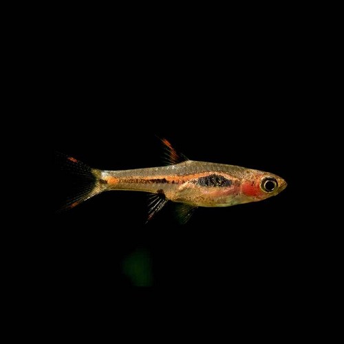 Boraras merah, Merah rasbora, phoenix rasbora - Zwergbärbling M
